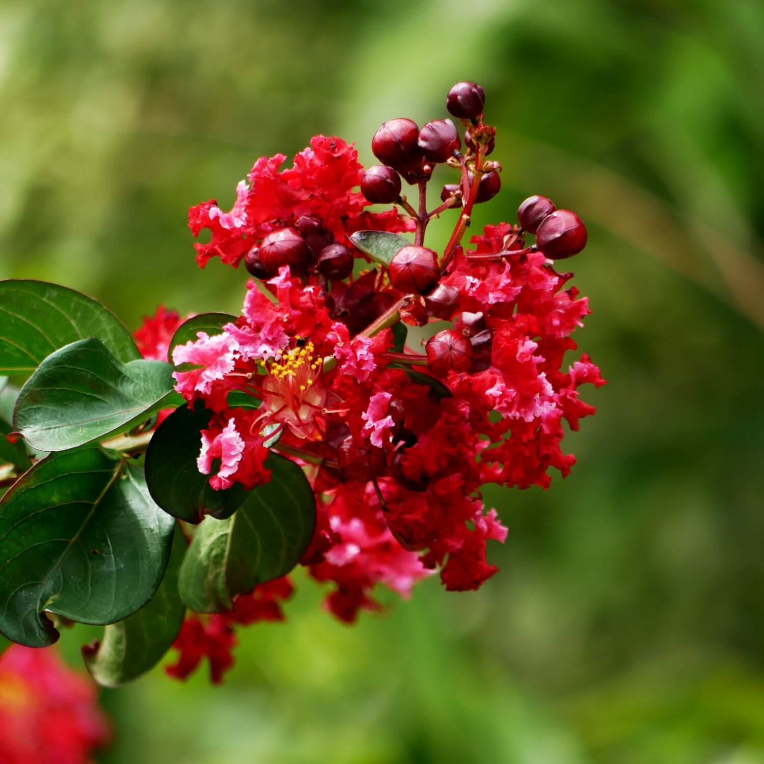 Crape Myrtle (Red)