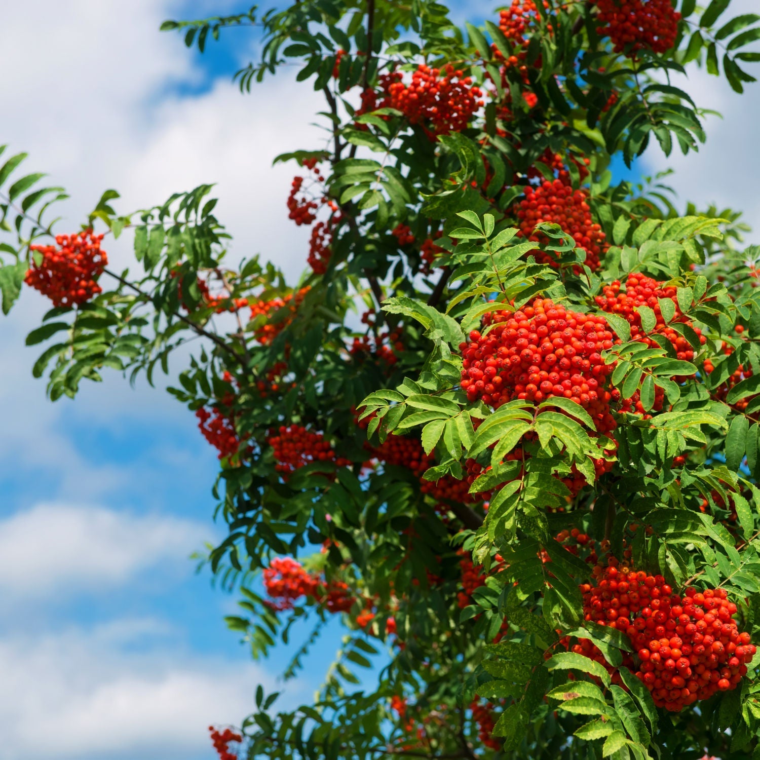 Mountain Ash