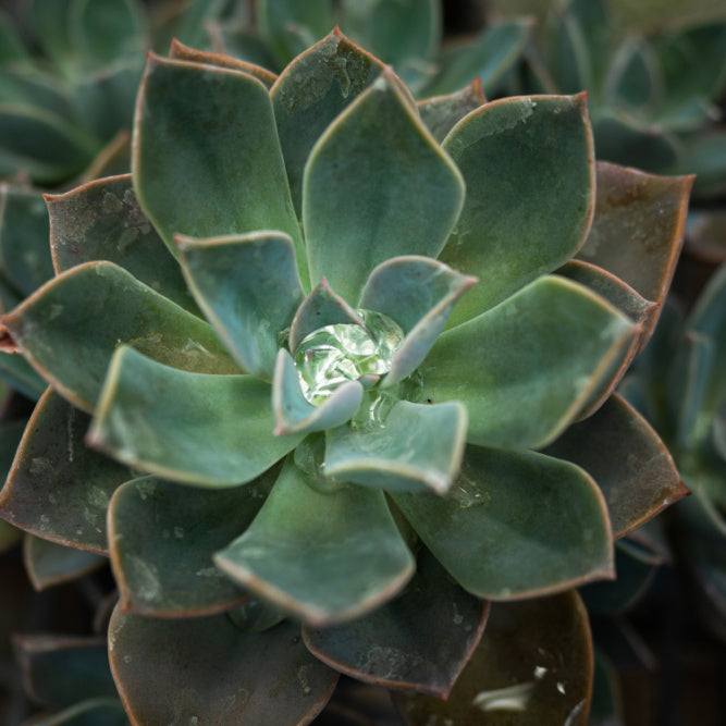 Echervia Plant Variety