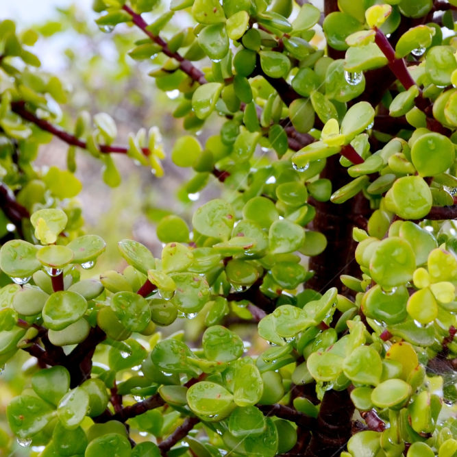 Elephant Bush