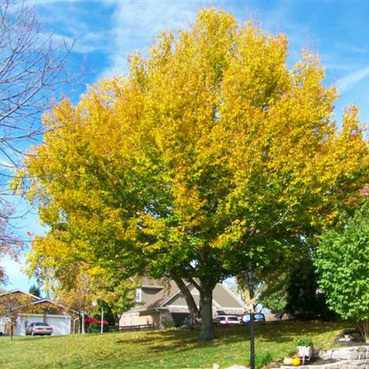 American Beech