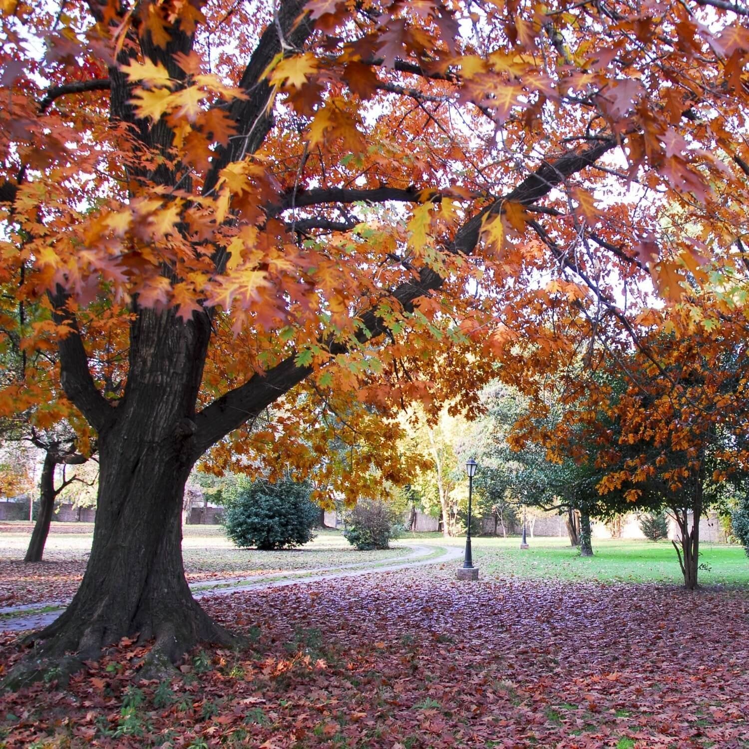 Northern Red Oak - The Living Urn