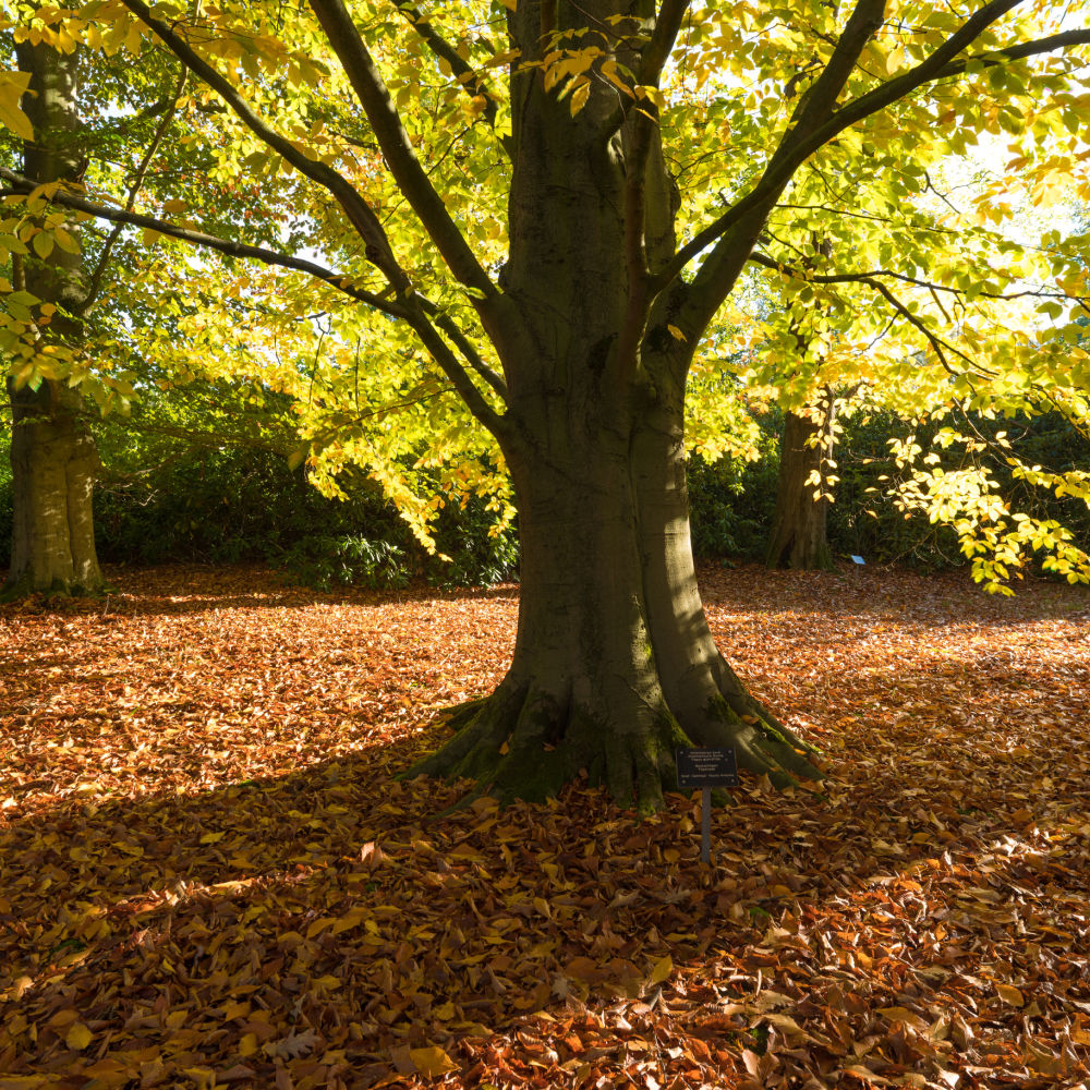 American Beech