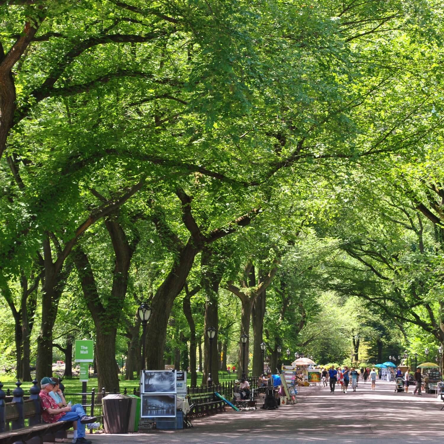 American Elm