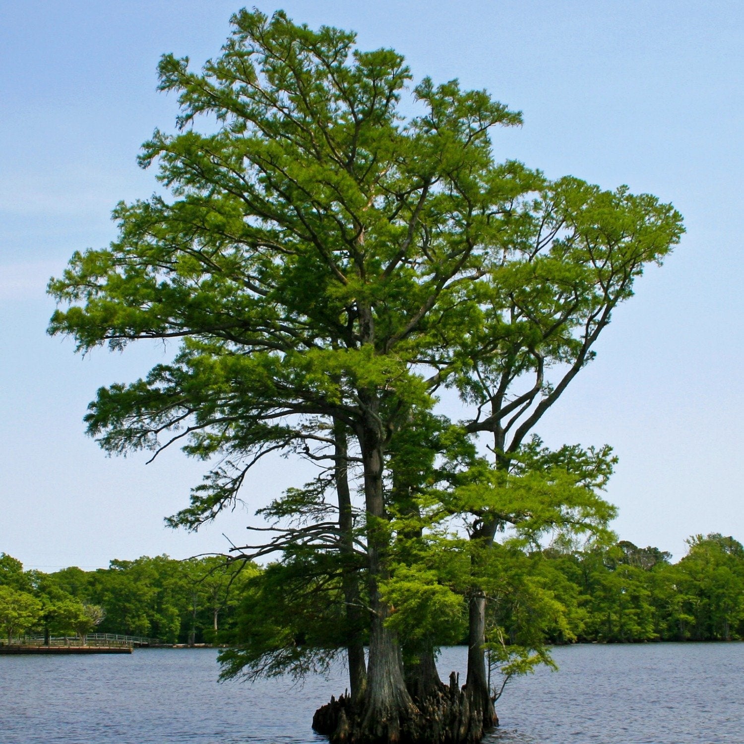 Bald Cypress