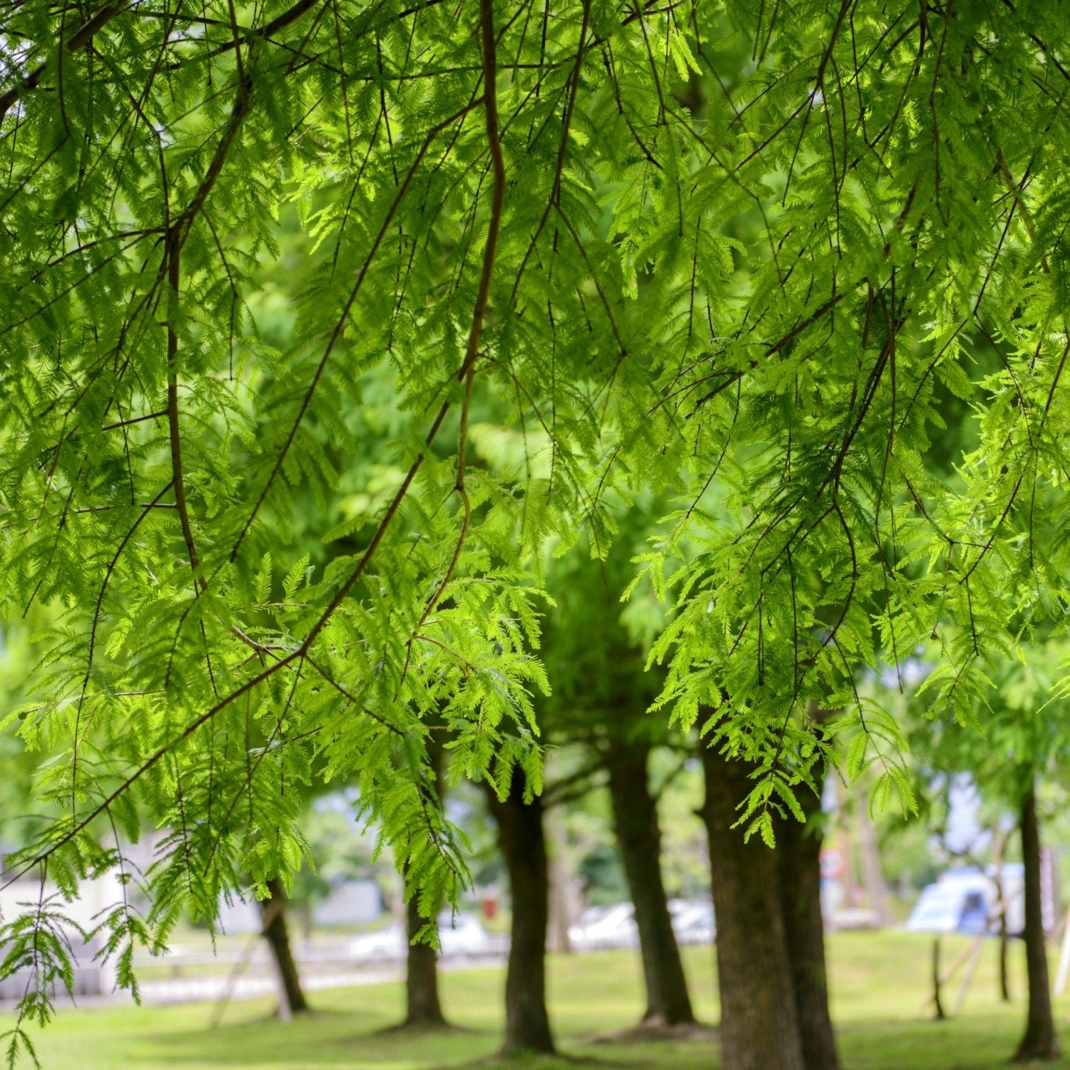 Bald Cypress