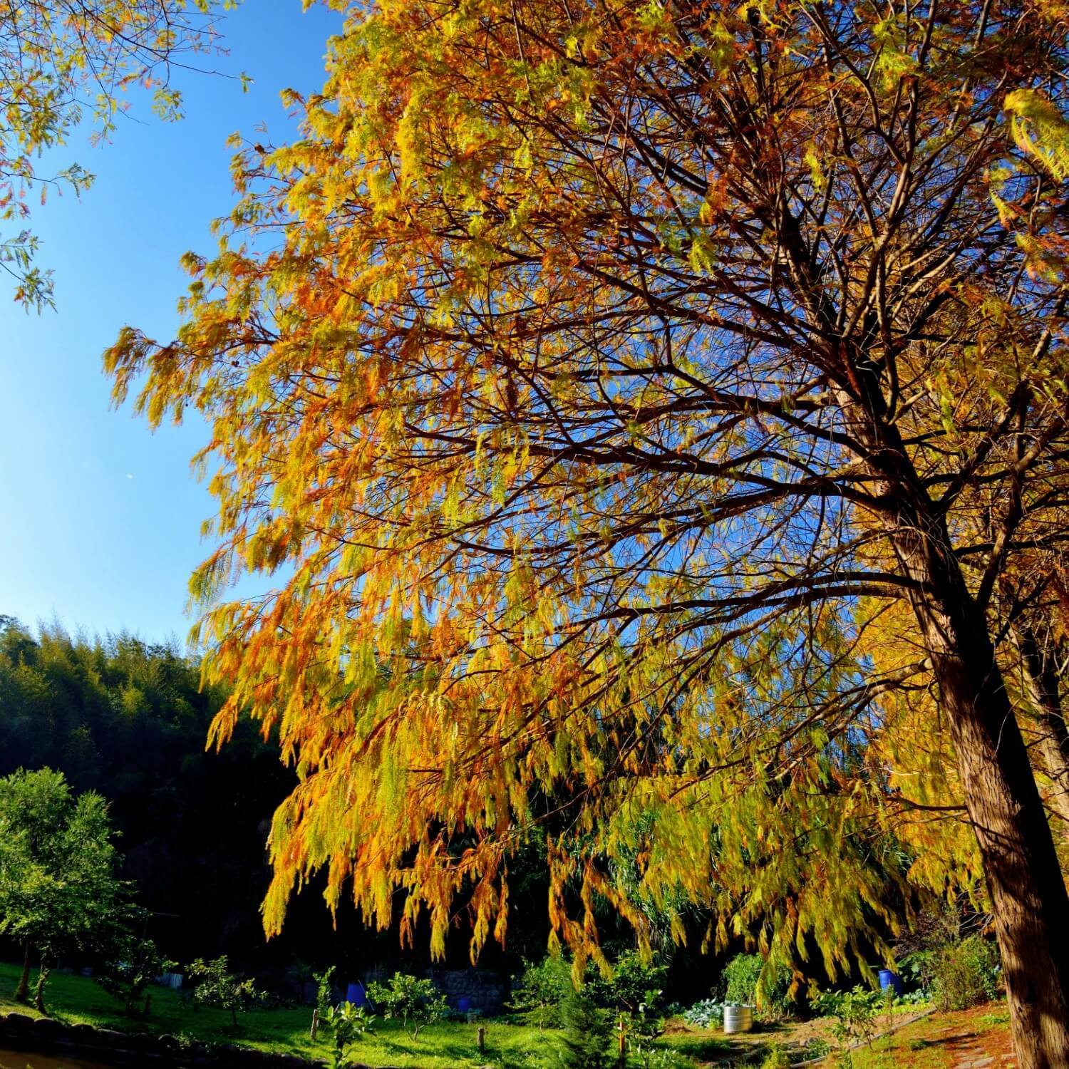 Bald Cypress