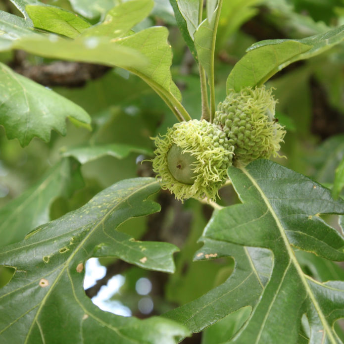 Bur Oak