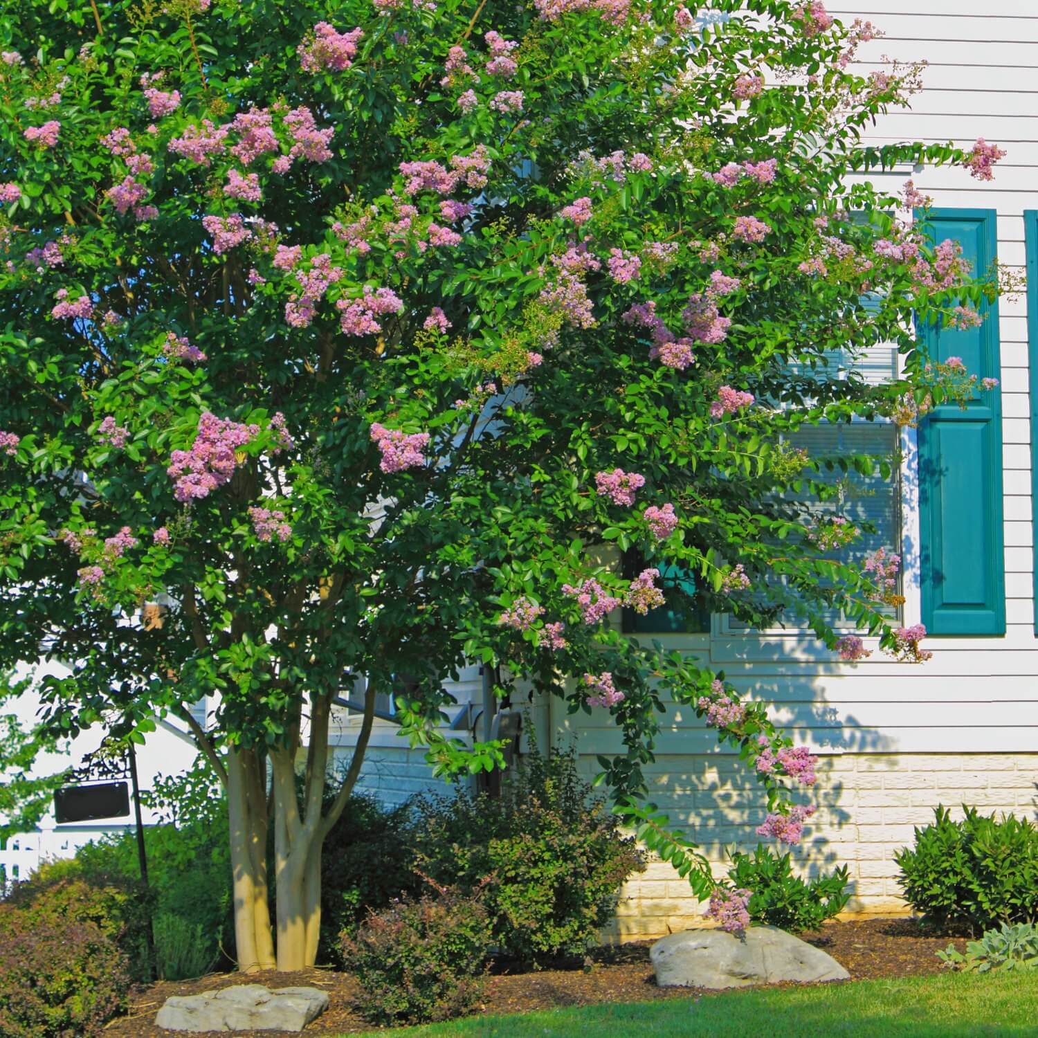 Crape Myrtle (Muskogee)