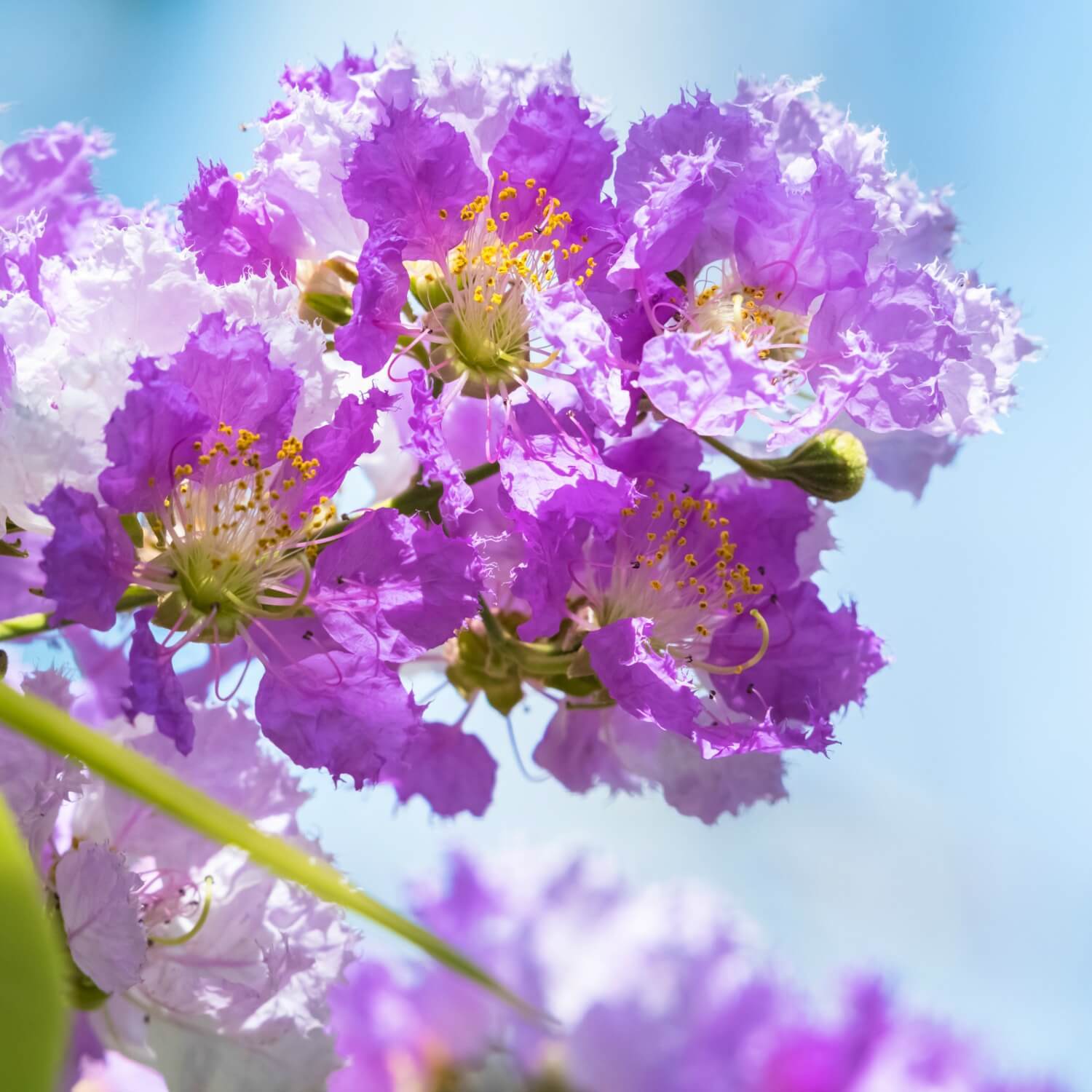 Crape Myrtle (Muskogee)