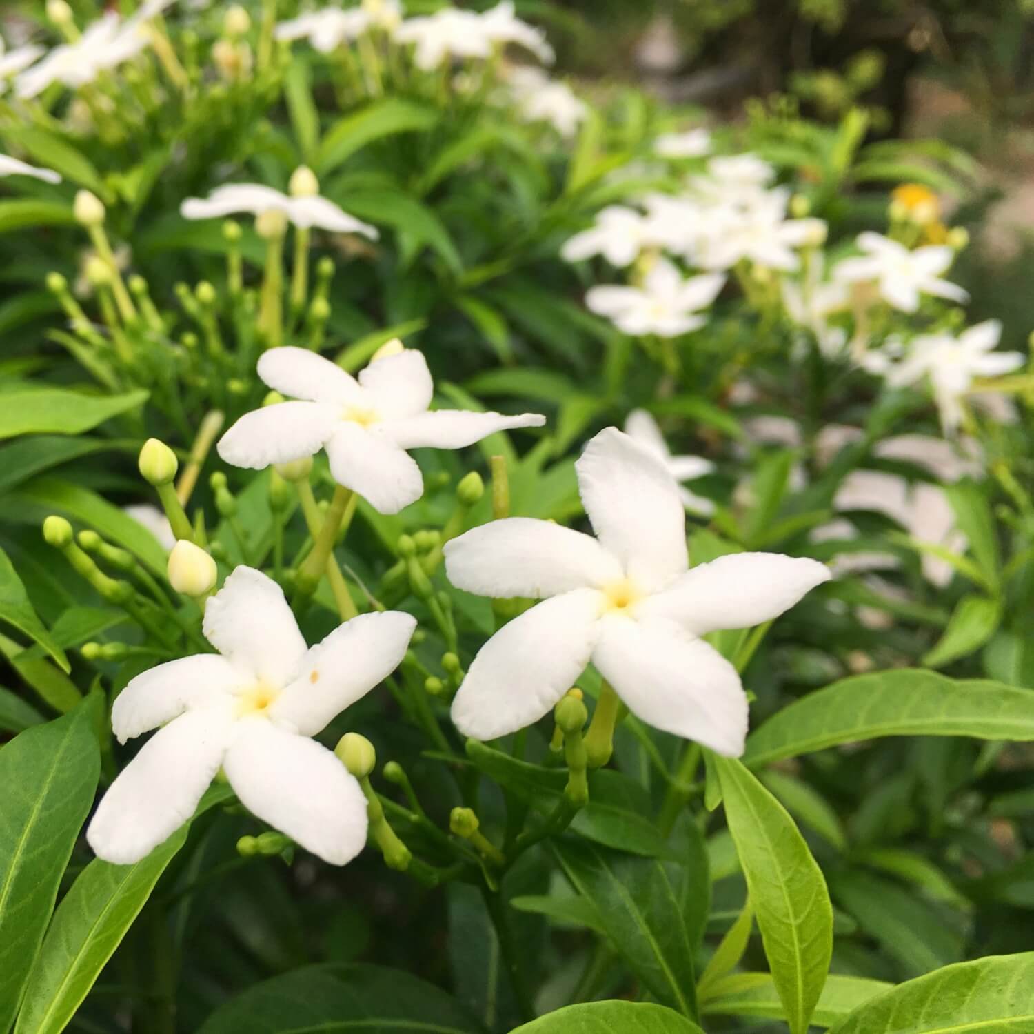 Gardenias