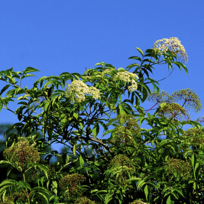 American Elderberry Shrub