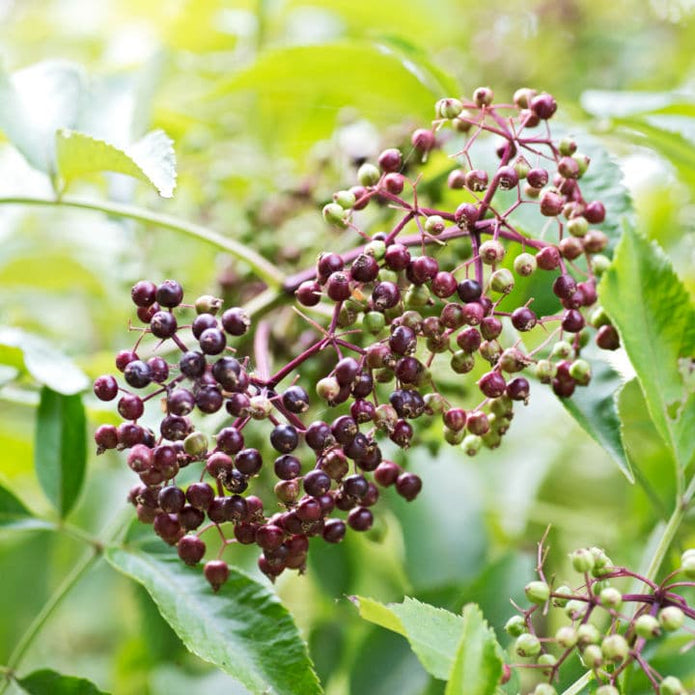 American Elderberry Shrub