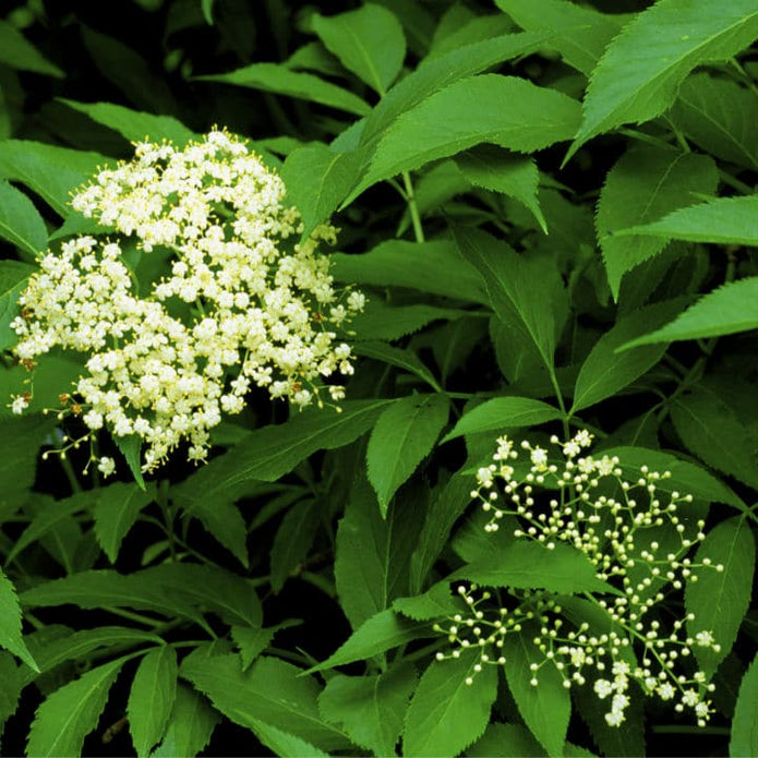 American Elderberry Shrub