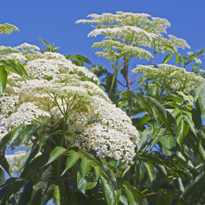 American Elderberry Shrub