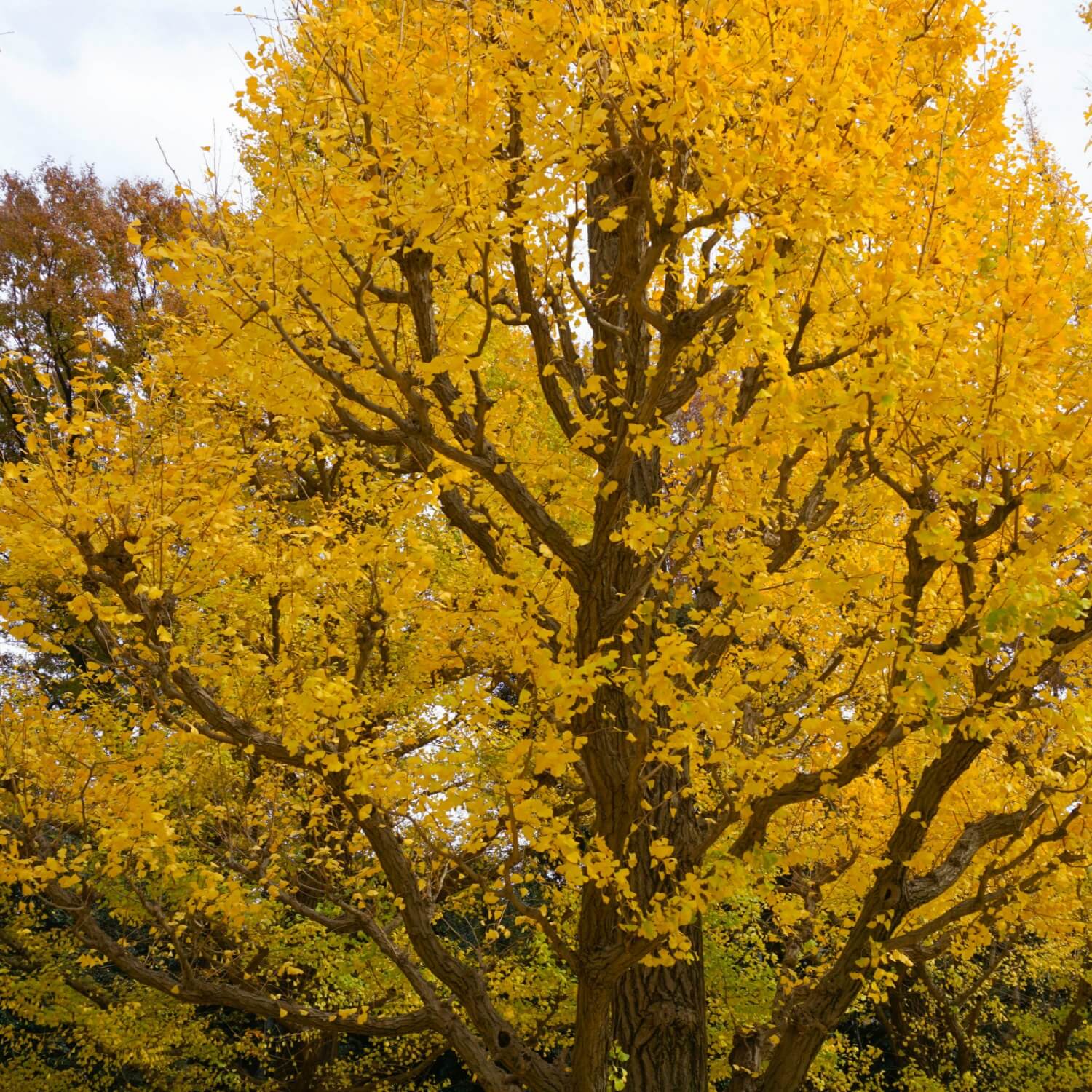 Ginkgo Biloba