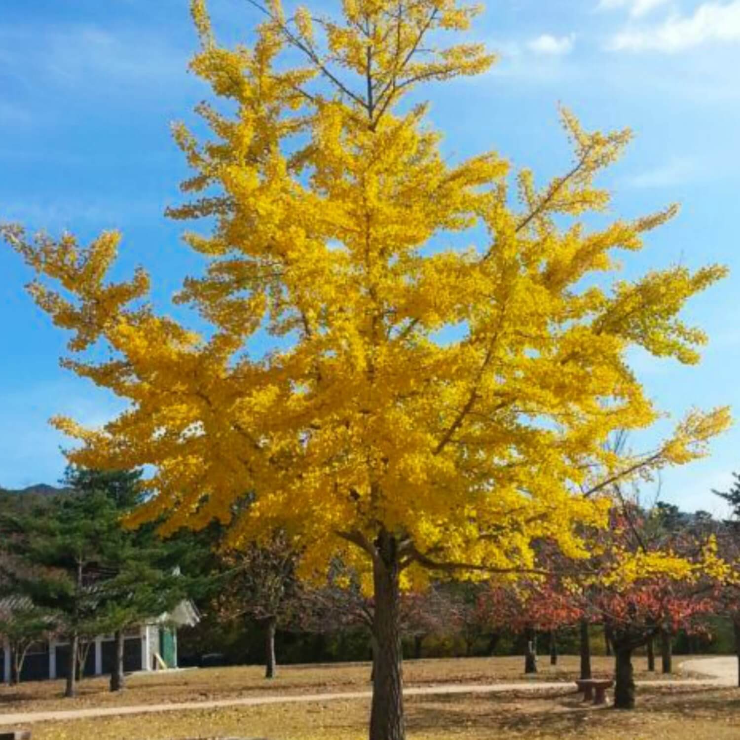 Ginkgo Biloba