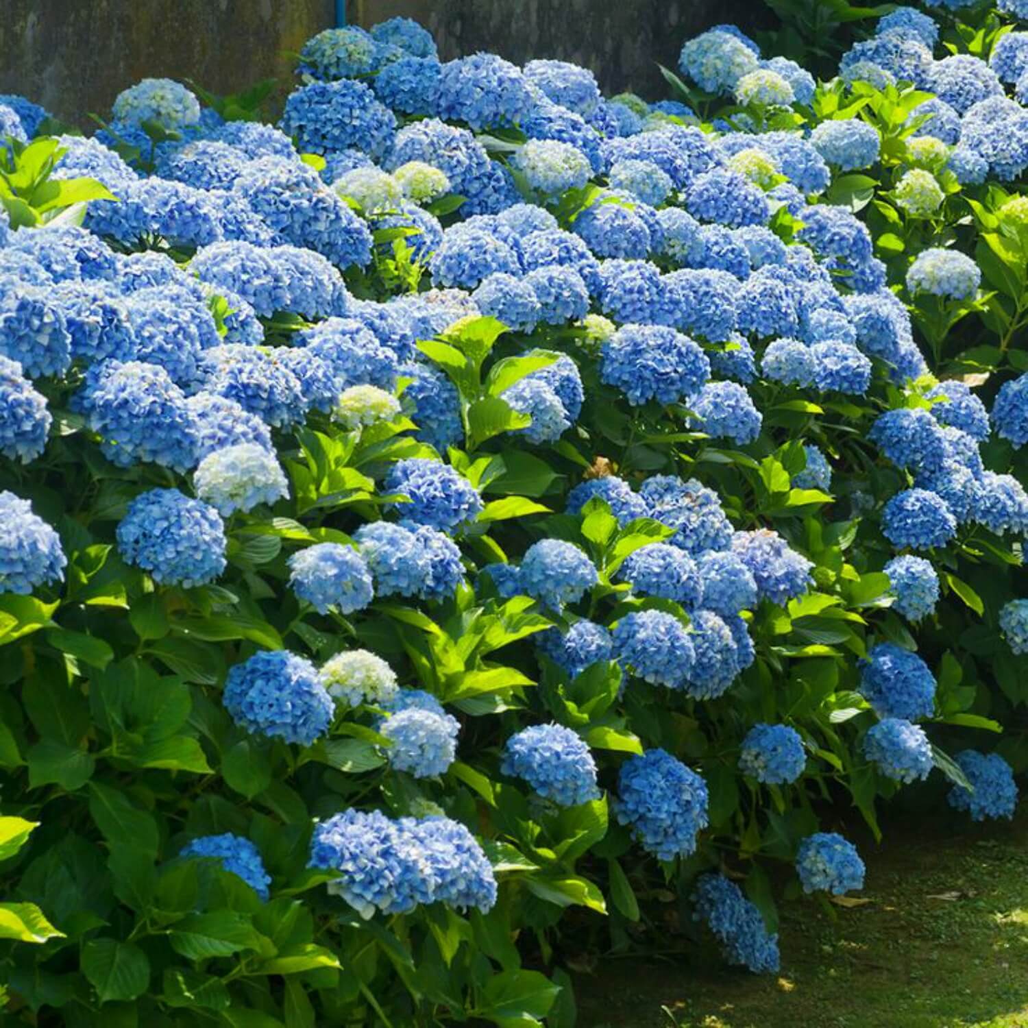 Hydrangea