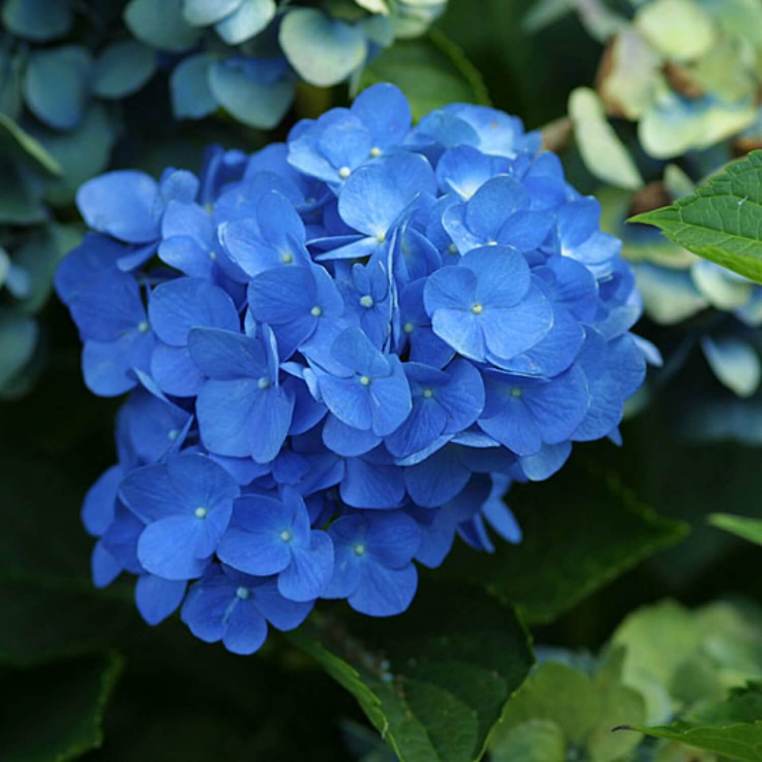 Hydrangea