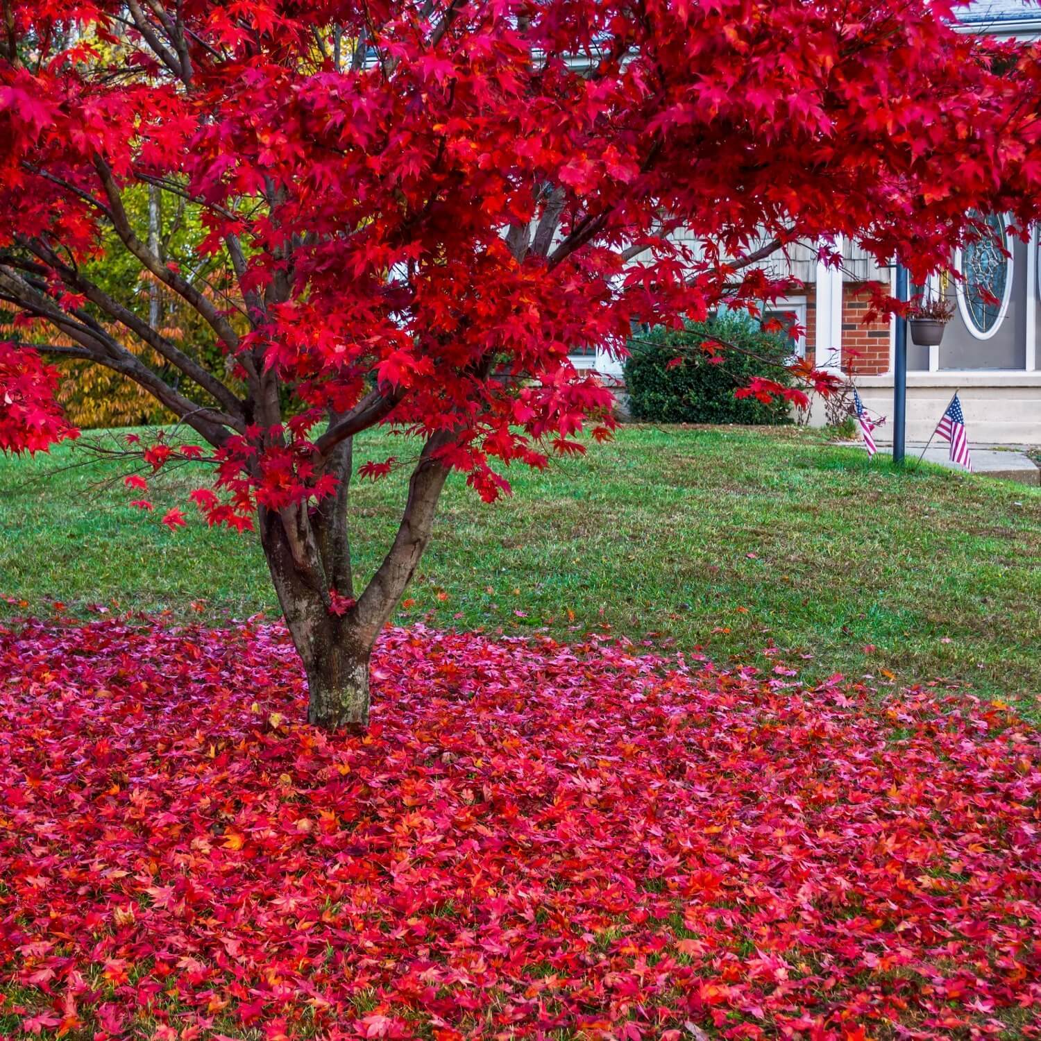 Japanese Red Maple