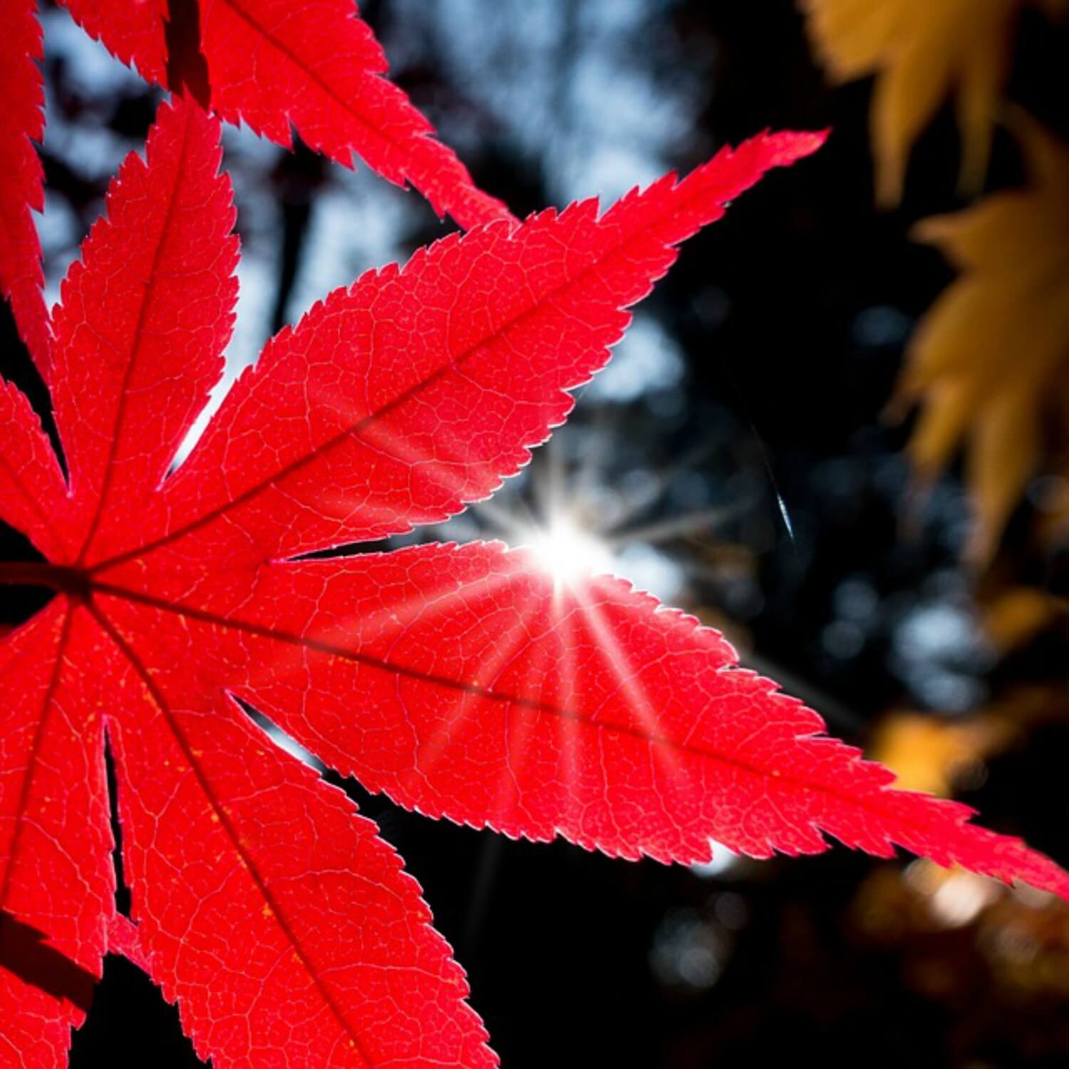 Japanese Red Maple