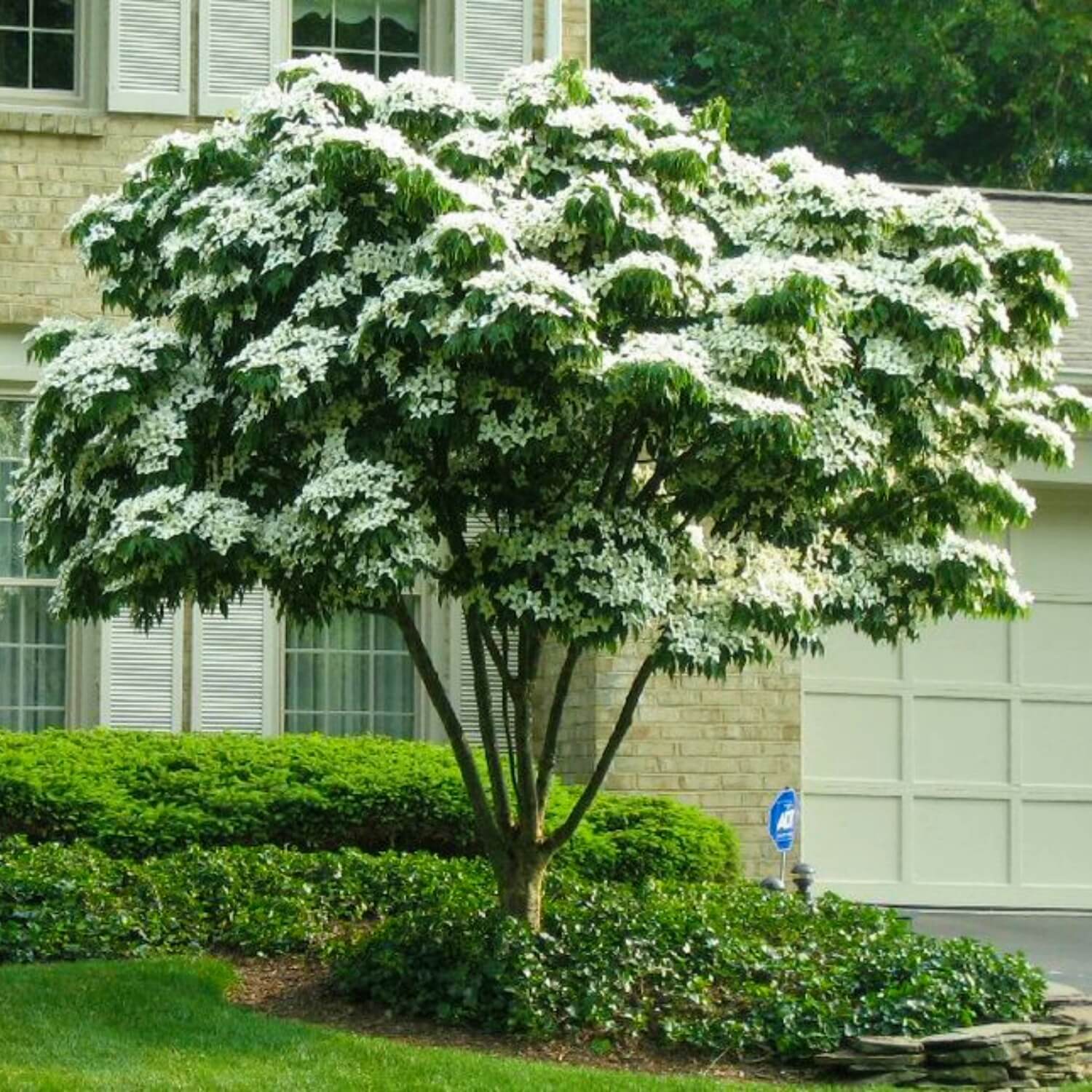 Kousa Dogwood