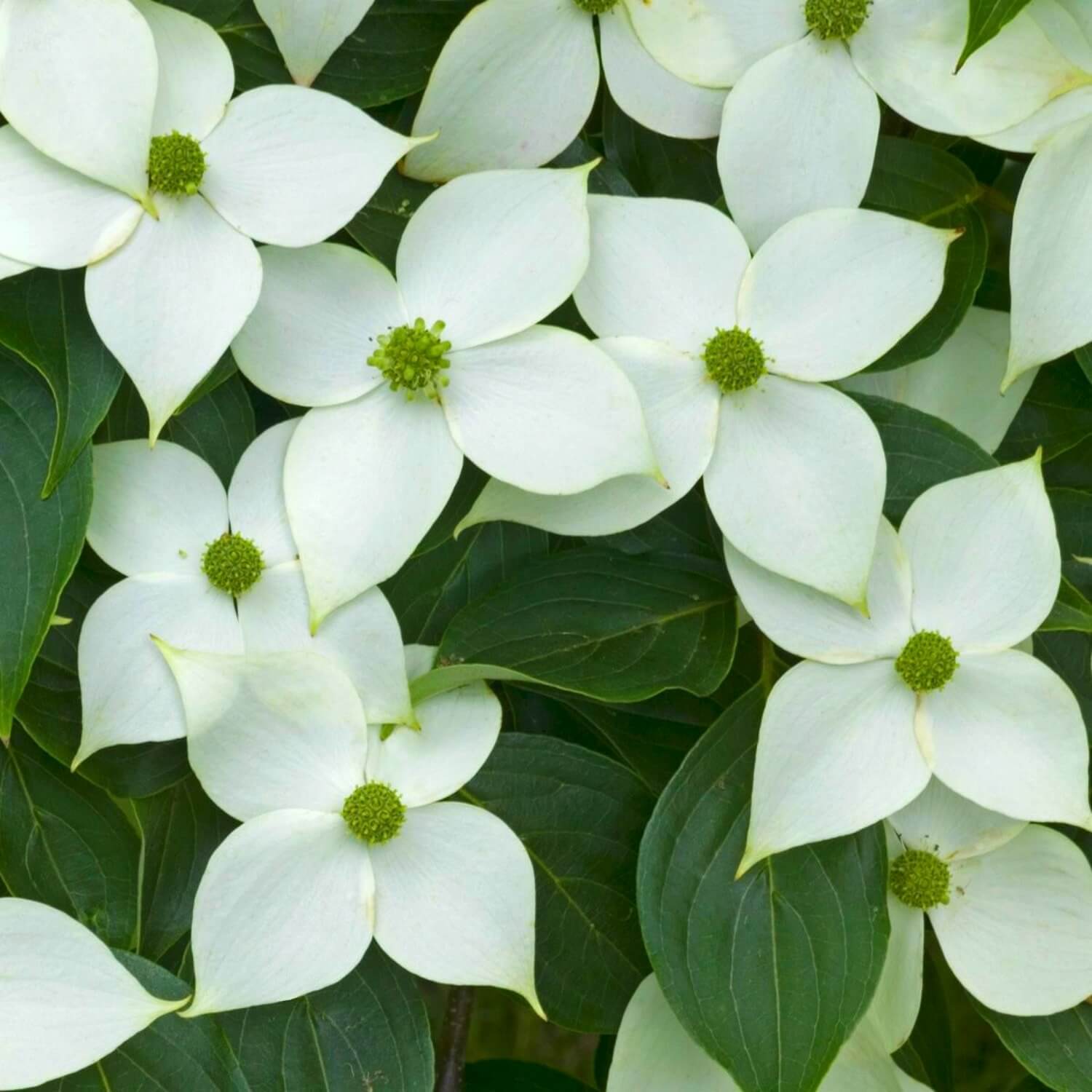 Kousa Dogwood