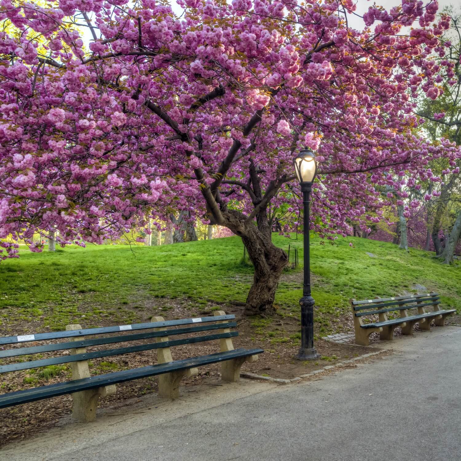 Japanese Flowering Cherry (Kwanzan)