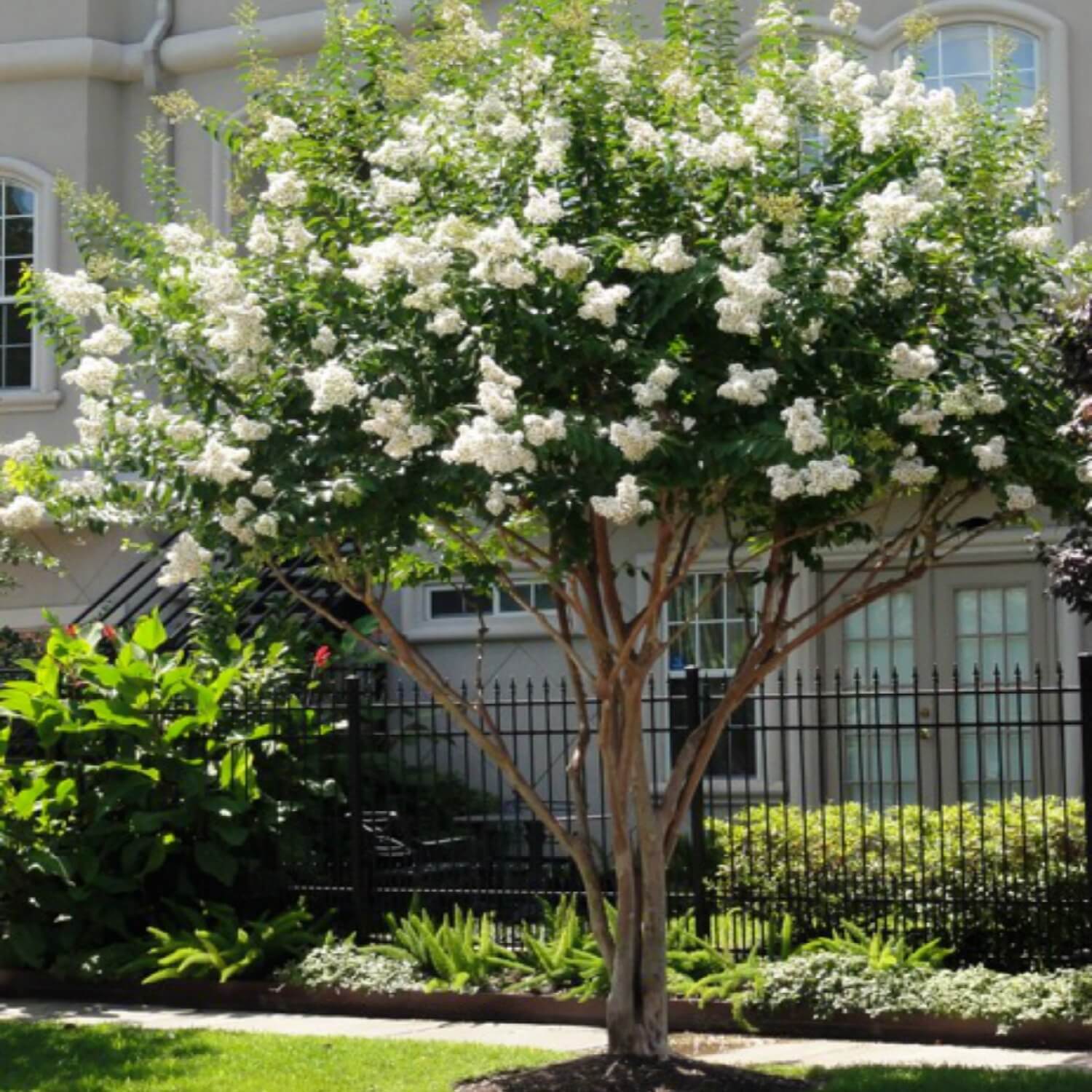 Crape Myrtle (White)