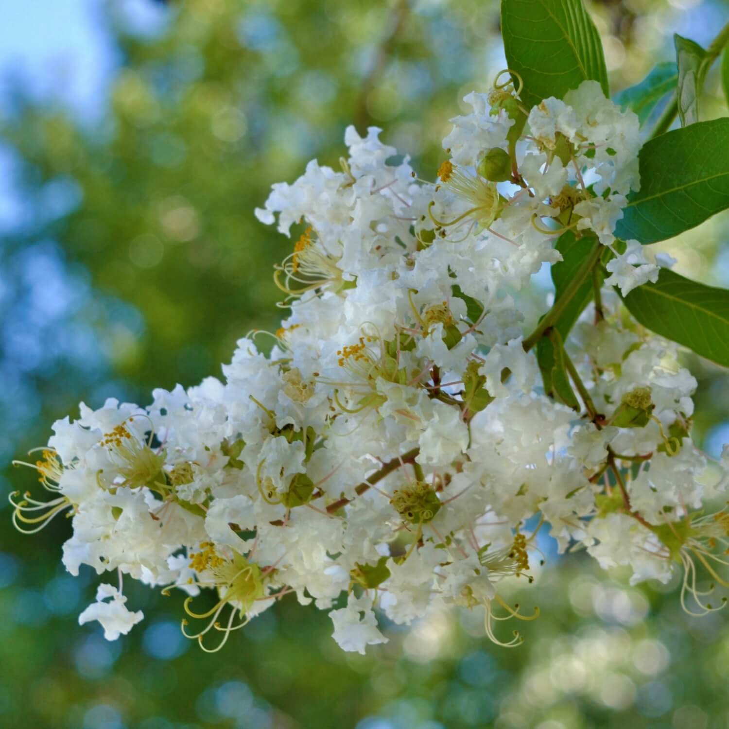 Crape Myrtle (White)