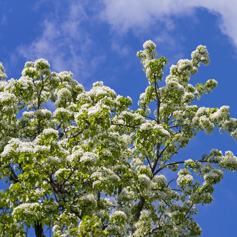 Manchurian Pear