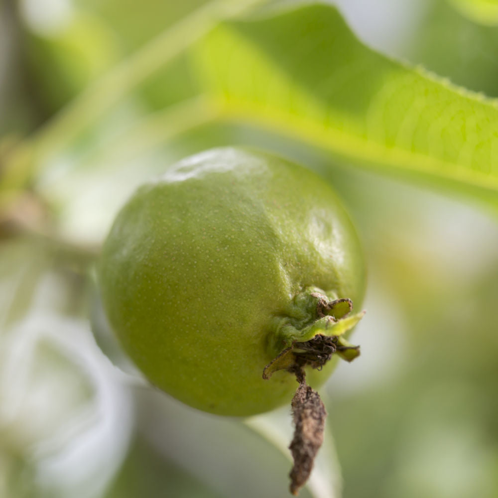 Manchurian Pear