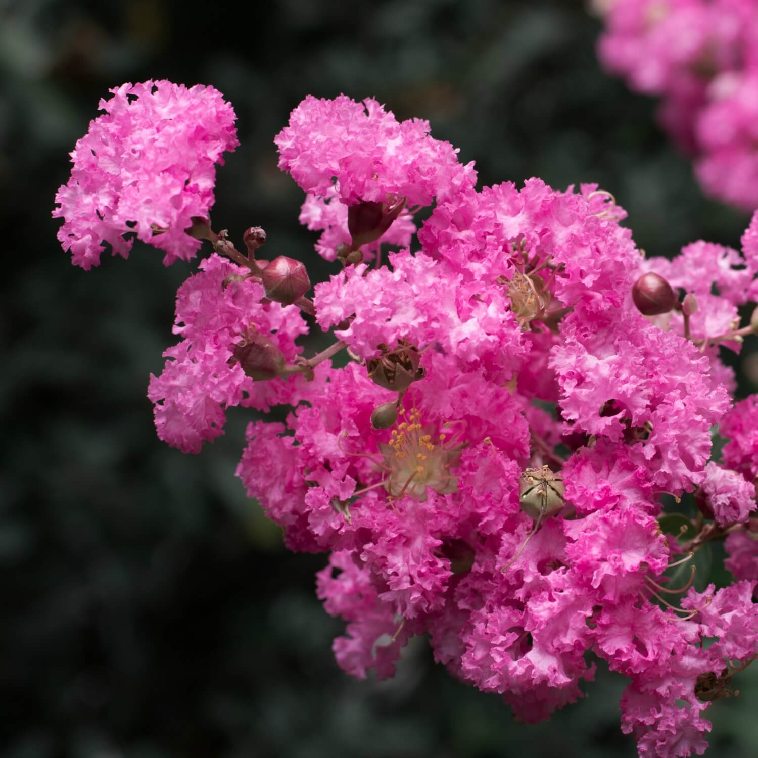 Crape Myrtle (Pink)