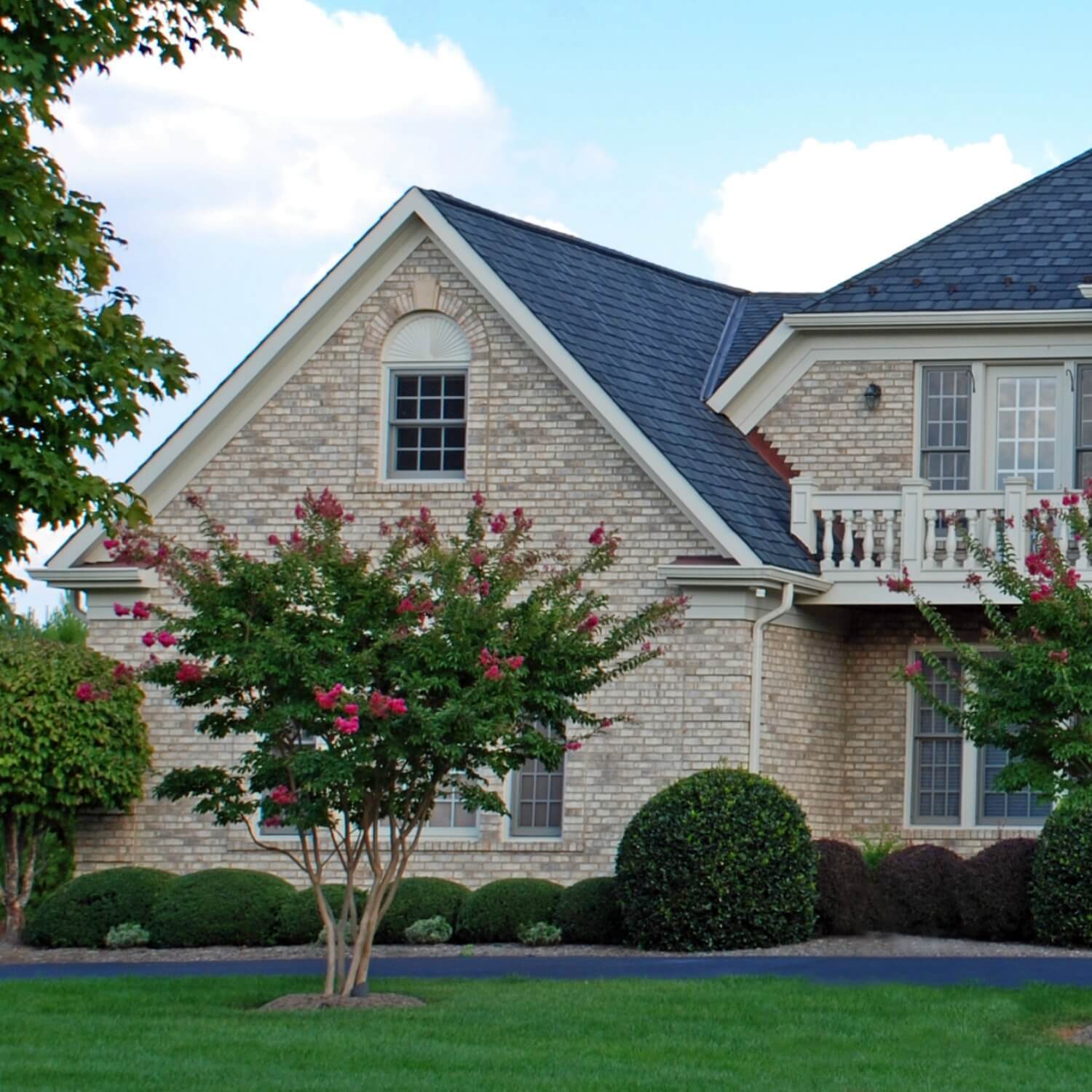 Crape Myrtle (Pink)