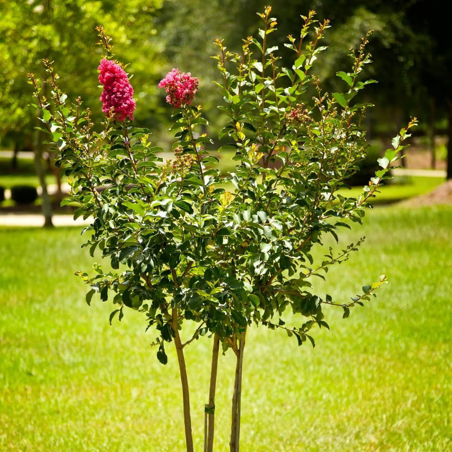 Crape Myrtle (Pink)