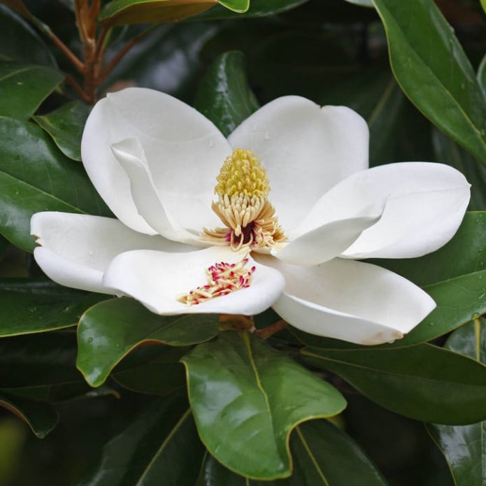 Southern Magnolia