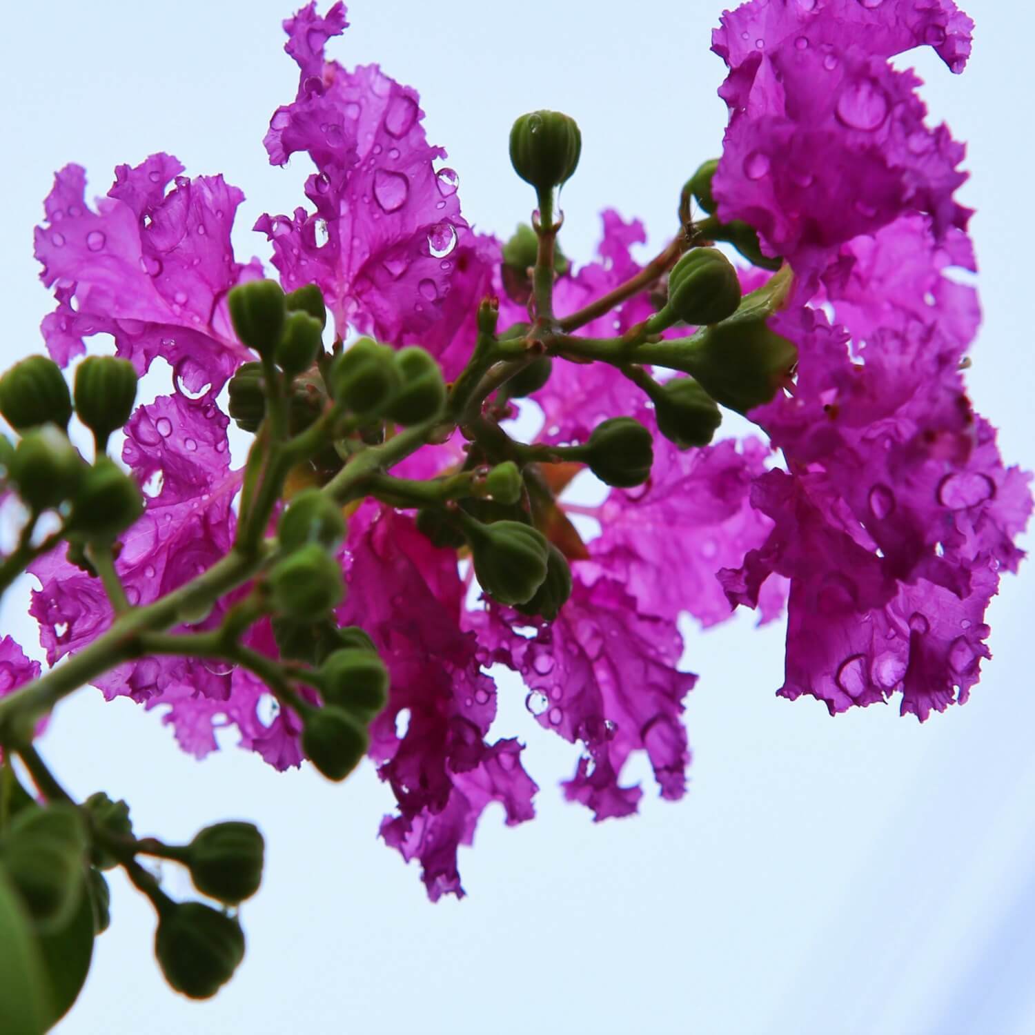 Crape Myrtle (Purple)