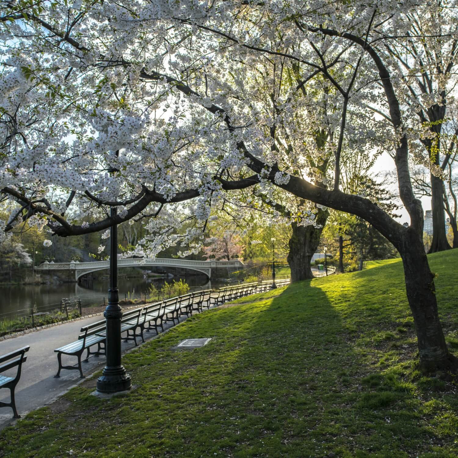 Japanese Flowering Cherry (Yoshino)