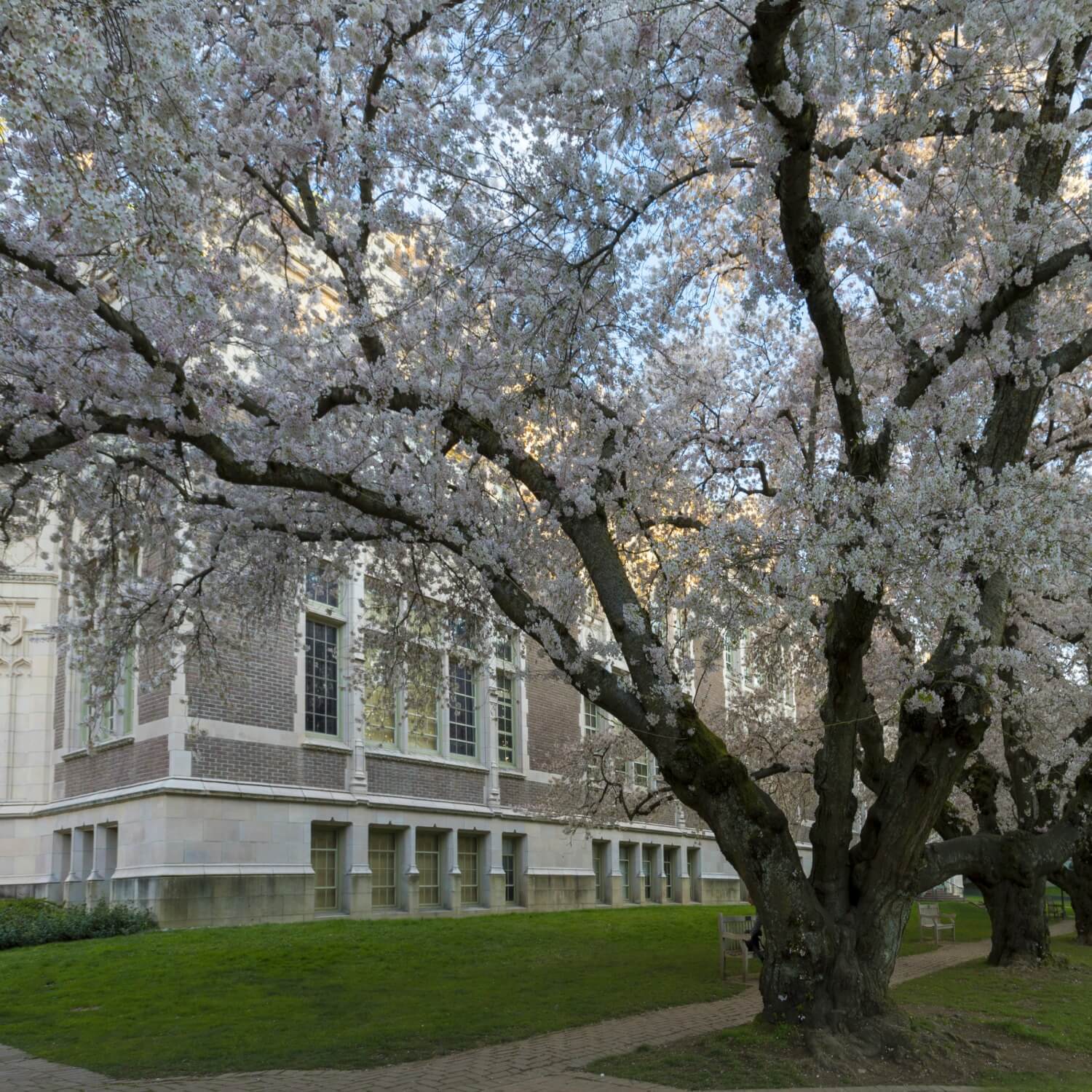 Japanese Flowering Cherry (Yoshino)