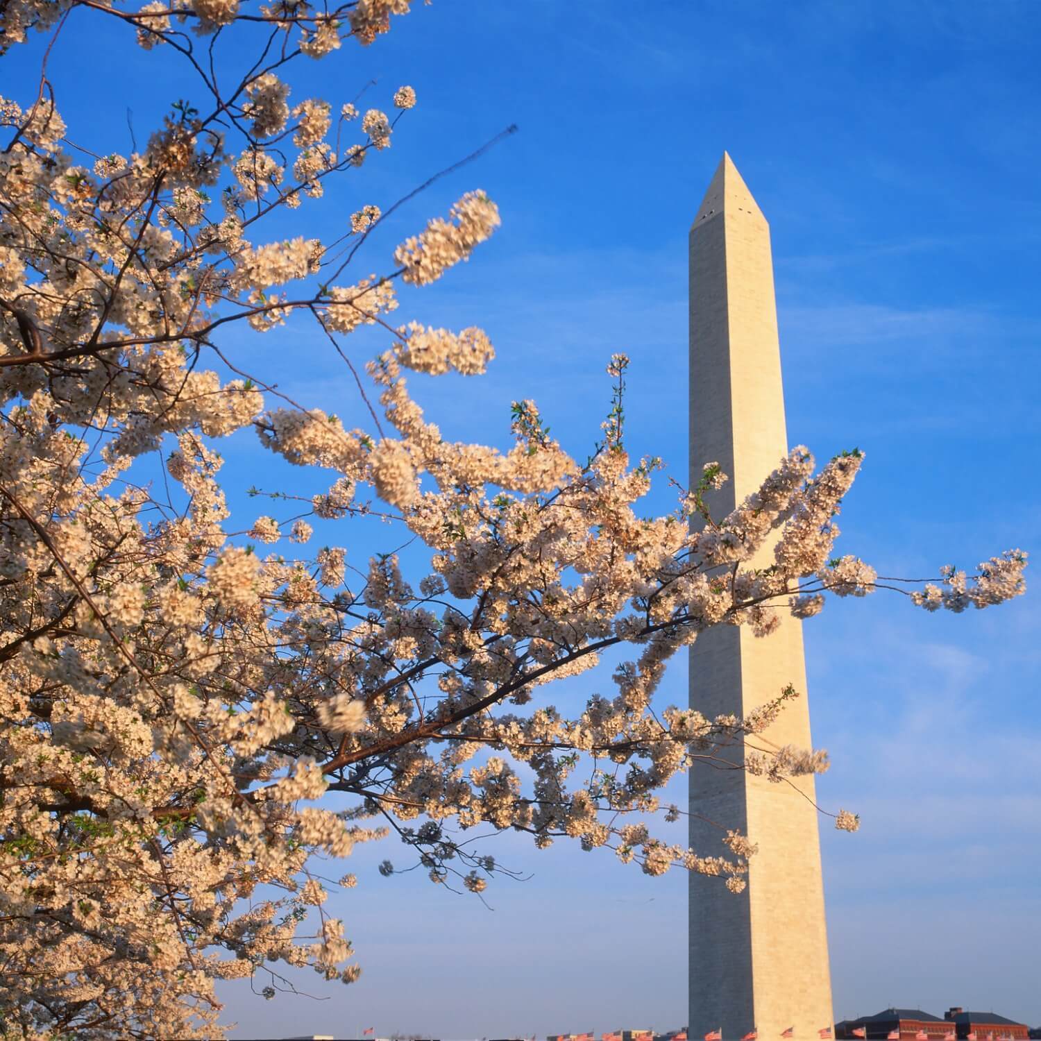 Japanese Flowering Cherry (Yoshino)