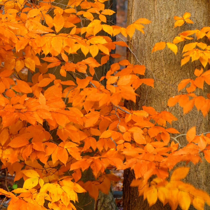 American Beech