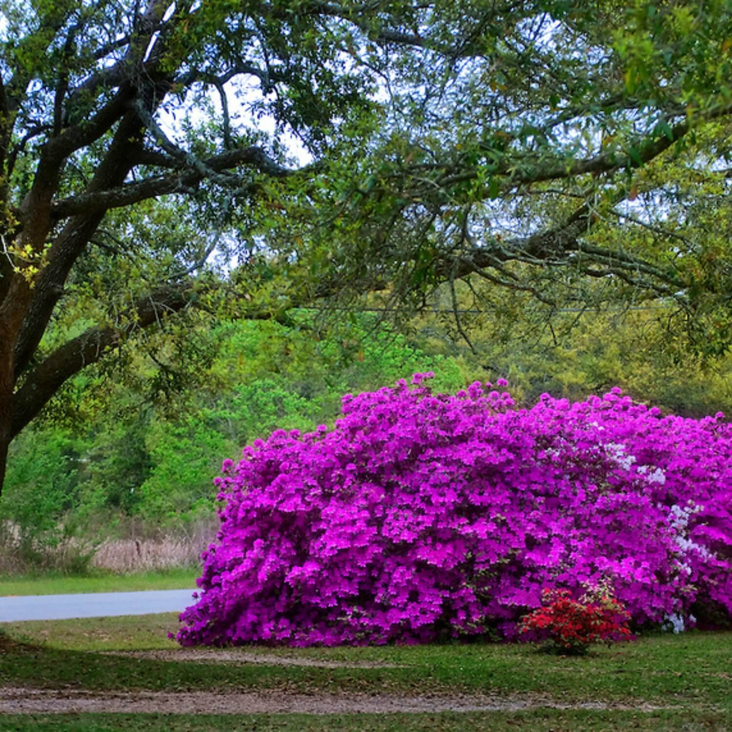 Formosa Azalea (Lavender)