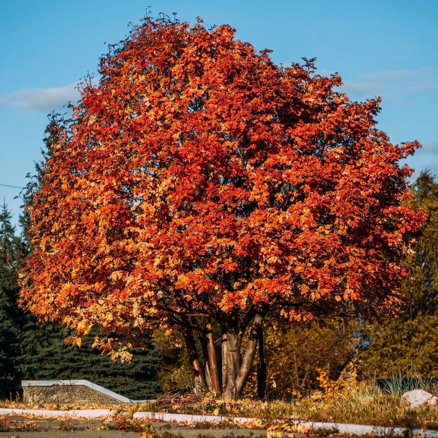 Mountain Ash