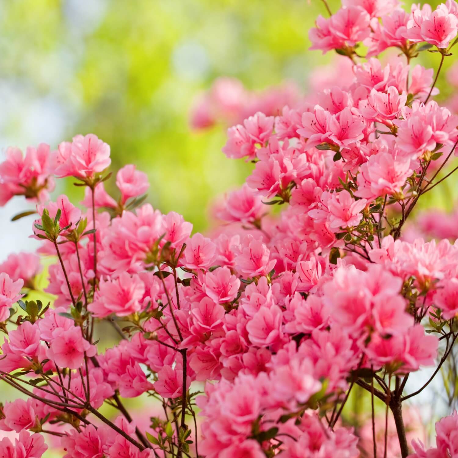 Formosa Azalea (Pink)