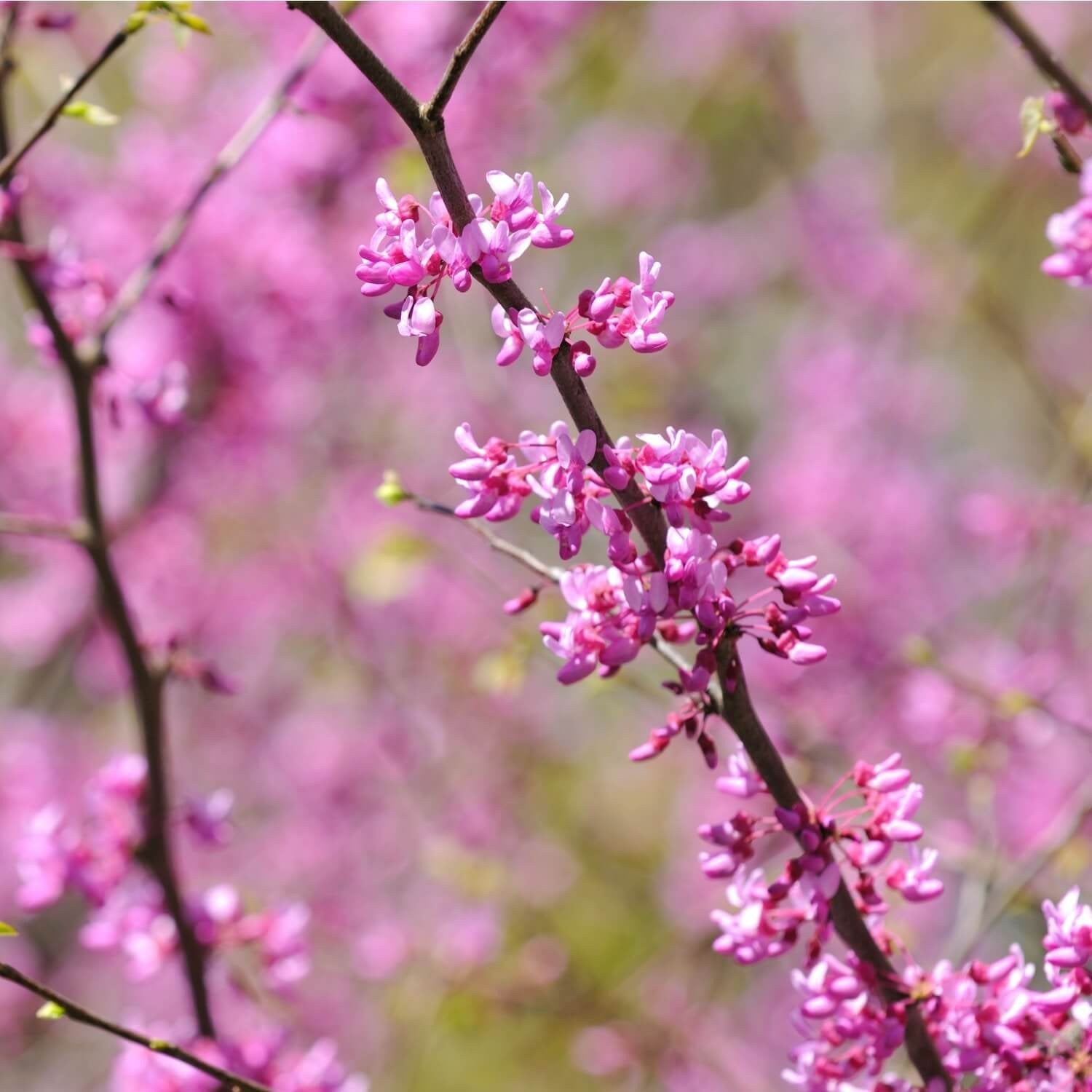 Eastern Redbud