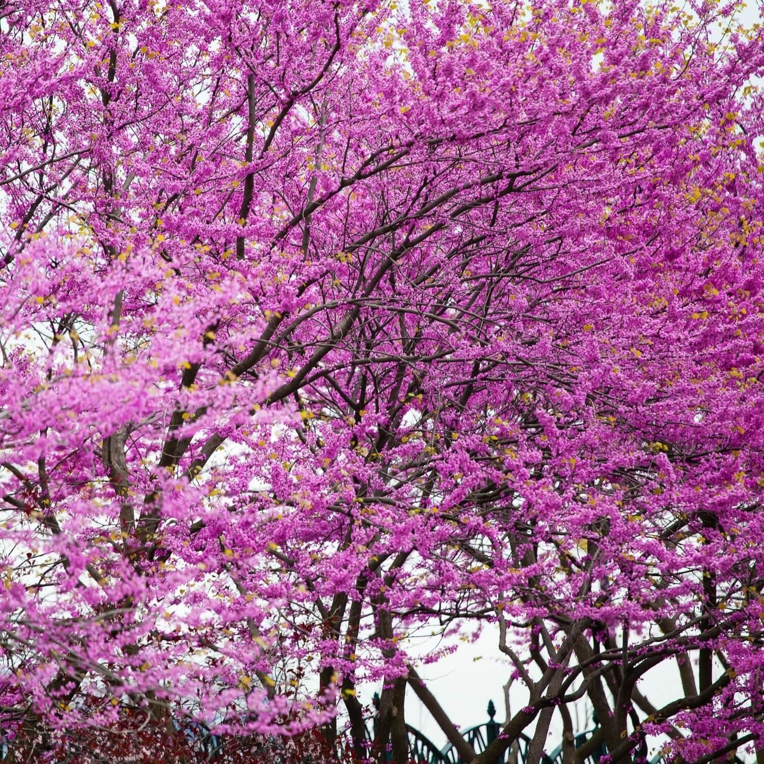 Eastern Redbud - The Living Urn